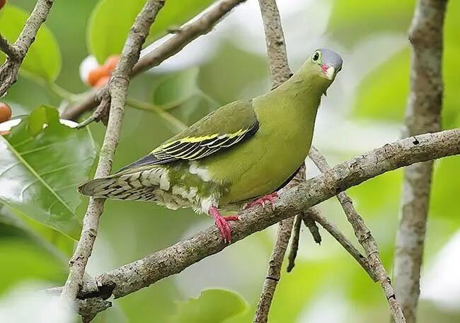 如何區分保護和非保護的海龍魚（最新版《國家重點保護野生動物】漲知識》） 如何區分保護和非保護的海龍魚（最新版《國家重點保護野生動物】漲知識》） 龍魚百科 第2張