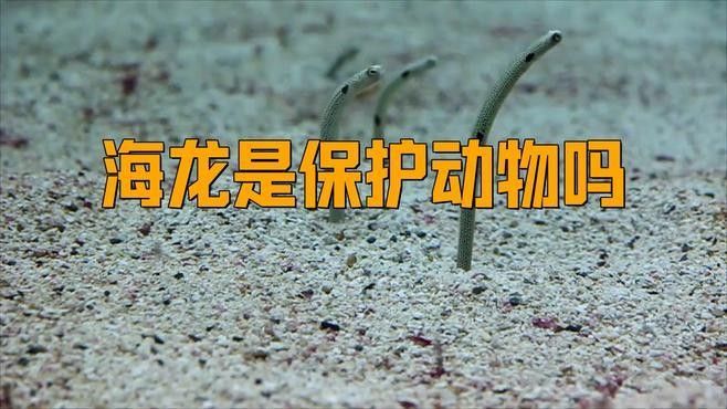 如何區分保護和非保護的海龍魚（最新版《國家重點保護野生動物】漲知識》） 如何區分保護和非保護的海龍魚（最新版《國家重點保護野生動物】漲知識》） 龍魚百科 第5張