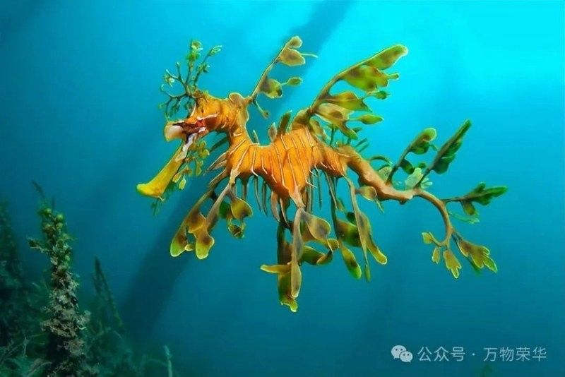 如何區分保護和非保護的海龍魚（最新版《國家重點保護野生動物】漲知識》） 如何區分保護和非保護的海龍魚（最新版《國家重點保護野生動物】漲知識》） 龍魚百科 第7張
