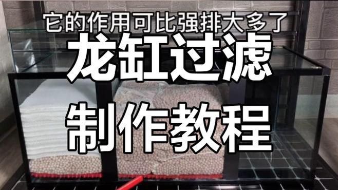 龍魚缸需要多大的過濾器？（魚缸的過濾器大小取決于多種因素）