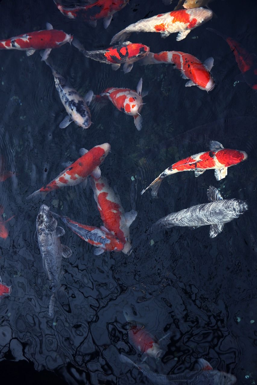 魚缸過濾桶哪個牌子質量好（魚缸過濾桶什么牌子比較好）（魚缸過濾器哪個牌子質量好）