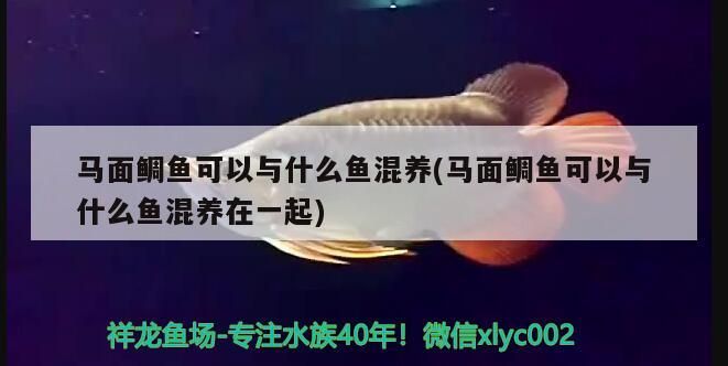 馬面鯛魚可以與什么魚混養(yǎng)(馬面鯛魚可以與什么魚混養(yǎng)在一起)（馬面鯛魚可以與什么魚混養(yǎng)）