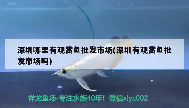 <strong><mark>深圳</mark></strong>哪里有觀賞魚批發市場(<strong><mark>深圳</mark></strong>有觀賞魚批發市場嗎)（<strong><mark>深圳</mark></strong>哪里有觀賞魚批發市場）