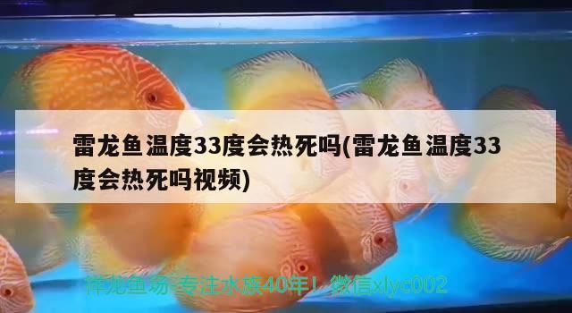雷龍魚溫度33度會熱死嗎(雷龍魚溫度33度會熱死嗎視頻)（雷龍魚溫度33度會死嗎）