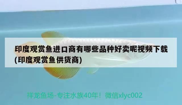 印度觀賞魚進口商有哪些品種好賣呢視頻下載(印度觀賞魚供貨商)