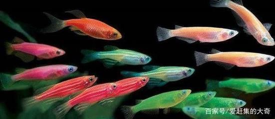 觀賞魚什么好看又便宜（觀賞魚養(yǎng)護秘籍） 觀賞魚什么好看又便宜（觀賞魚養(yǎng)護秘籍） 觀賞魚百科 第1張