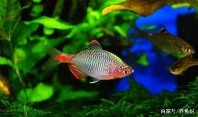 觀賞魚什么好看又便宜（觀賞魚養(yǎng)護秘籍） 觀賞魚什么好看又便宜（觀賞魚養(yǎng)護秘籍） 觀賞魚百科 第4張