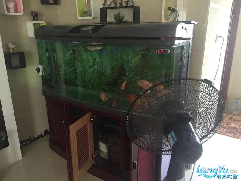 為它真的付出了（福建晉江持續高溫，魚缸里混養十二只嬰武，魚友幫忙看看是什么原因） 為它真的付出了（福建晉江持續高溫，魚缸里混養十二只嬰武，魚友幫忙看看是什么原因） 觀賞魚百科 第2張