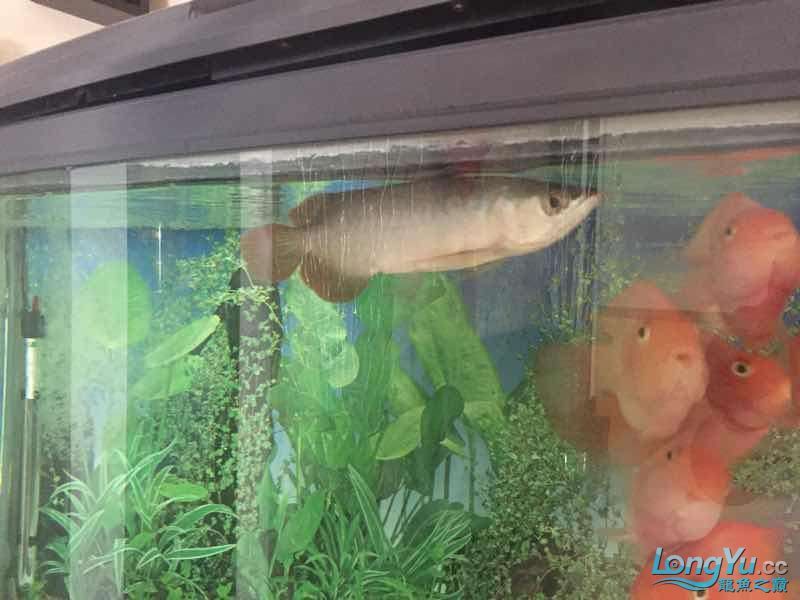 為它真的付出了（福建晉江持續高溫，魚缸里混養十二只嬰武，魚友幫忙看看是什么原因） 為它真的付出了（福建晉江持續高溫，魚缸里混養十二只嬰武，魚友幫忙看看是什么原因） 觀賞魚百科 第1張