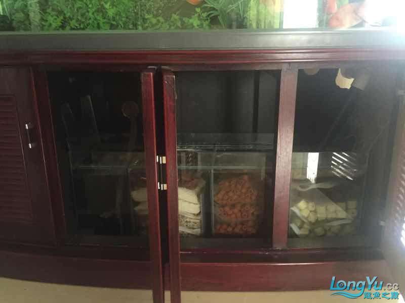 為它真的付出了（福建晉江持續高溫，魚缸里混養十二只嬰武，魚友幫忙看看是什么原因） 為它真的付出了（福建晉江持續高溫，魚缸里混養十二只嬰武，魚友幫忙看看是什么原因） 觀賞魚百科 第4張