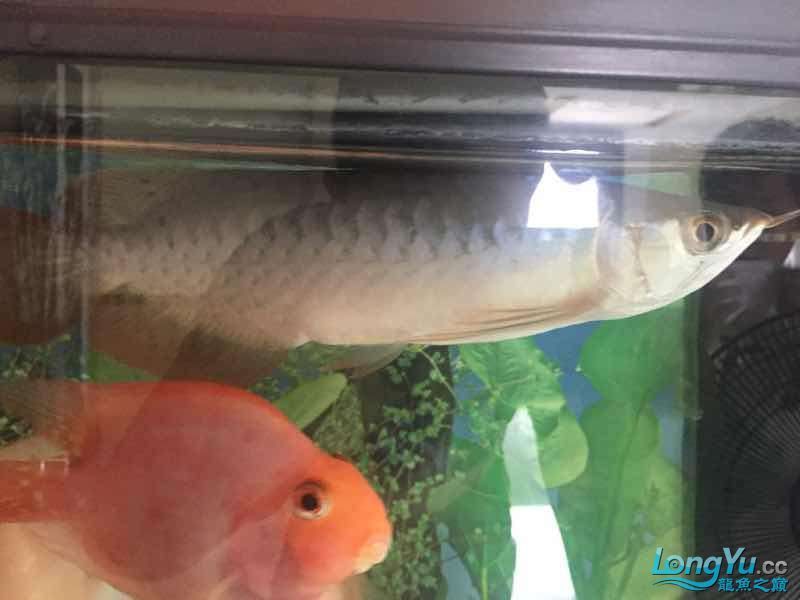 為它真的付出了（福建晉江持續高溫，魚缸里混養十二只嬰武，魚友幫忙看看是什么原因） 為它真的付出了（福建晉江持續高溫，魚缸里混養十二只嬰武，魚友幫忙看看是什么原因） 觀賞魚百科 第3張