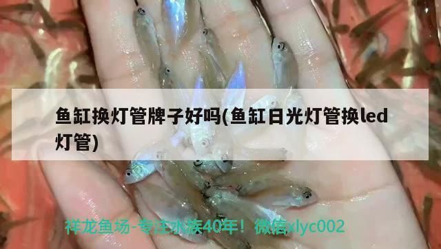 魚缸換燈管牌子好嗎(魚缸日光燈管換led燈管)（水族箱換燈管牌子好嗎）