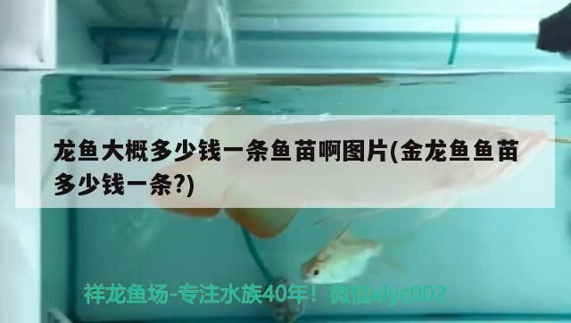 龍魚大概多少錢一條魚苗啊圖片(金龍魚魚苗多少錢一條?)（龍魚大概多少錢一條）