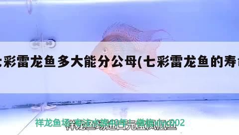七彩雷龍魚多大能分公母(七彩雷龍魚的壽命)（七彩雷龍魚多大能分公母）