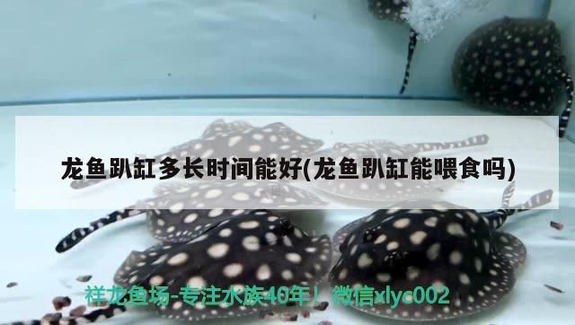龍魚趴缸多長時間能好(龍魚趴缸能喂食嗎)（祥龍魚趴缸多長時間能好(龍魚趴缸能喂食嗎） 龍魚趴缸多長時間能好(龍魚趴缸能喂食嗎)（祥龍魚趴缸多長時間能好(龍魚趴缸能喂食嗎） 觀賞魚百科