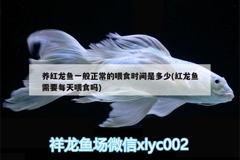 紅龍魚用黃燈烤有用嗎 養(yǎng)紅龍魚一般正常的喂食時(shí)間是多少(紅龍魚需要每天喂食嗎)(養(yǎng)紅龍魚一般正常喂食時(shí)間是多少和紅龍魚需要每天喂食嗎) 觀賞魚百科 養(yǎng)紅龍魚一般正常的喂食時(shí)間是多少(紅龍魚需要每天喂食嗎)(養(yǎng)紅龍魚一般正常喂食時(shí)間是多少和紅龍魚需要每天喂食嗎) 養(yǎng)紅龍魚一般正常的喂食時(shí)間是多少(紅龍魚需要每天喂食嗎)(養(yǎng)紅龍魚一般正常喂食時(shí)間是多少和紅龍魚需要每天喂食嗎) 觀賞魚百科