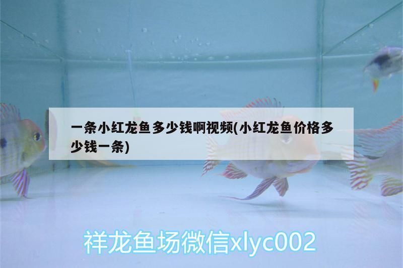 一條小紅龍魚多少錢啊視頻(小紅龍魚價格多少錢一條)（一條小紅龍魚價格多少錢一條小紅龍魚多少錢一條?。?></span><p class=