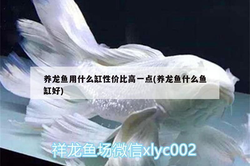 養龍魚用什么缸性價比高一點(養龍魚什么魚缸好)（養龍魚養龍魚用什么缸性價比高一點）