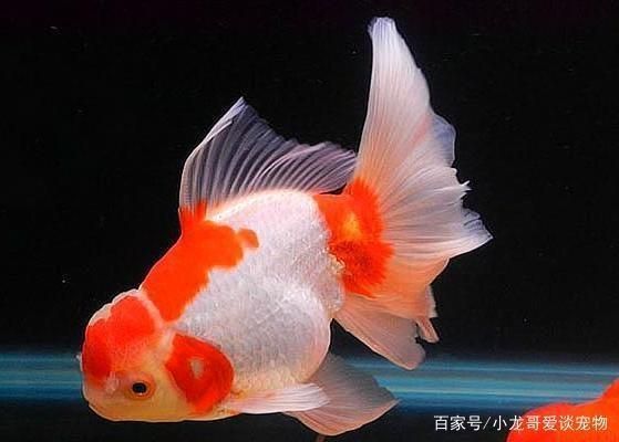 魚缸加工廠投資和利潤有關系嗎知乎(魚缸加工廠投資和利潤有關系嗎知乎)（魚缸加工廠投資和利潤有關系嗎）
