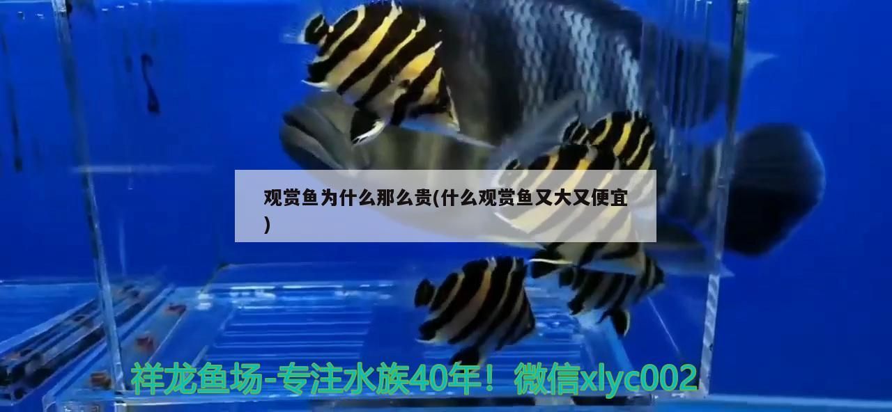 龍龜多久擦一次，龍龜適合擺放在哪里？，龍龜在風(fēng)水中的作用和擺放方法