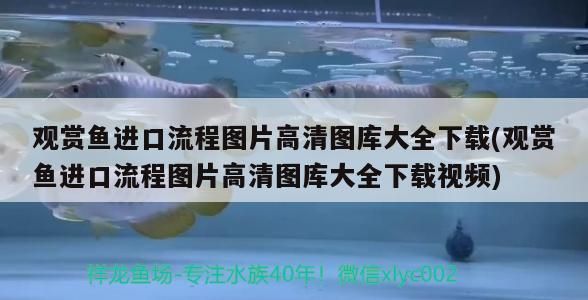 觀賞魚進口流程圖片高清圖庫大全下載(觀賞魚進口流程圖片高清圖庫大全下載視頻)（觀賞魚進口流程圖片） 觀賞魚進口流程圖片高清圖庫大全下載(觀賞魚進口流程圖片高清圖庫大全下載視頻)（觀賞魚進口流程圖片） 觀賞魚百科