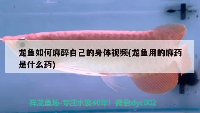 龍魚如何麻醉自己的身體視頻(龍魚用的麻藥是什么藥)（龍魚如何麻醉自己的身體視頻） 龍魚如何麻醉自己的身體視頻(龍魚用的麻藥是什么藥)（龍魚如何麻醉自己的身體視頻） 觀賞魚百科