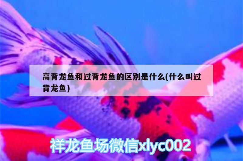 高背龍魚和過背龍魚的區(qū)別是什么(什么叫過背龍魚)（過背金龍魚和高背金龍魚的區(qū)別）
