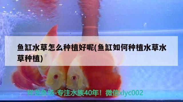 魚缸水草怎么種植好呢(魚缸如何種植水草水草種植)（魚缸水草怎么種植好）