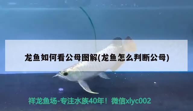 龍魚如何看公母圖解(龍魚怎么判斷公母)（如何判斷龍魚公母） 龍魚如何看公母圖解(龍魚怎么判斷公母)（如何判斷龍魚公母） 觀賞魚百科