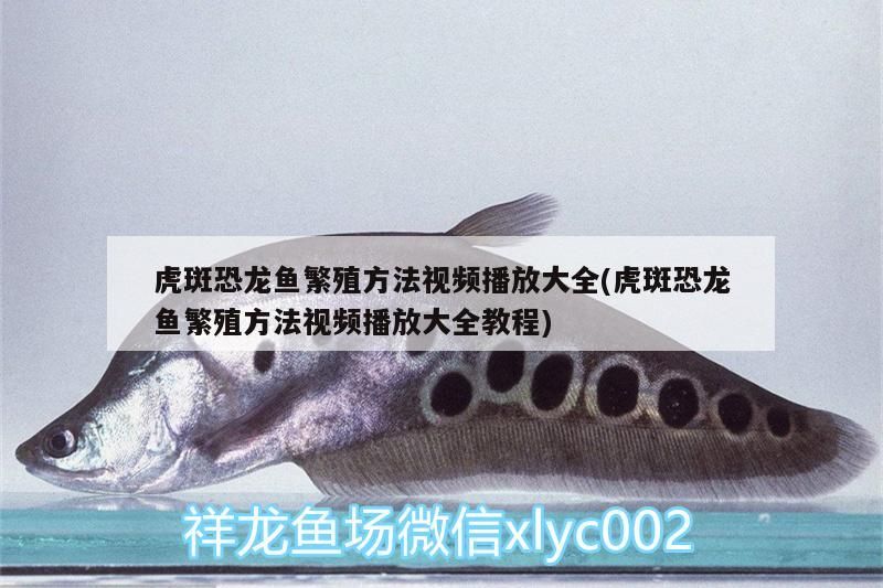 虎斑恐龍魚繁殖方法視頻播放大全(虎斑恐龍魚繁殖方法視頻播放大全教程)（虎斑恐龍魚的繁殖方法）