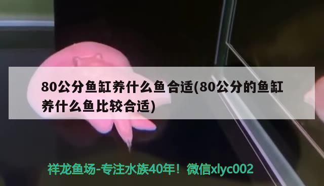 80公分魚缸養什么魚合適(80公分的魚缸養什么魚比較合適)（80公分的魚缸養什么魚合適？）
