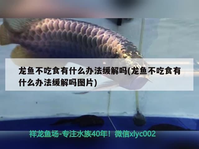 龍魚不吃食有什么辦法緩解嗎(龍魚不吃食有什么辦法緩解嗎圖片)（龍魚不吃食怎么辦） 龍魚不吃食有什么辦法緩解嗎(龍魚不吃食有什么辦法緩解嗎圖片)（龍魚不吃食怎么辦） 觀賞魚百科