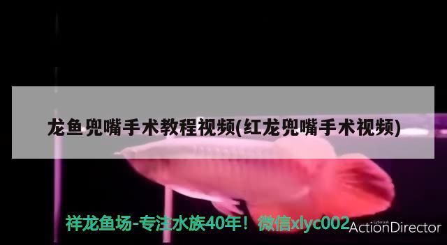 龍魚兜嘴手術(shù)教程視頻(紅龍兜嘴手術(shù)視頻)（龍魚兜嘴手術(shù)教程）