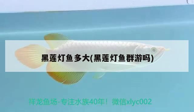黑蓮燈魚多大(黑蓮燈魚群游嗎)（常見的熱帶觀賞魚對水溫的要求）