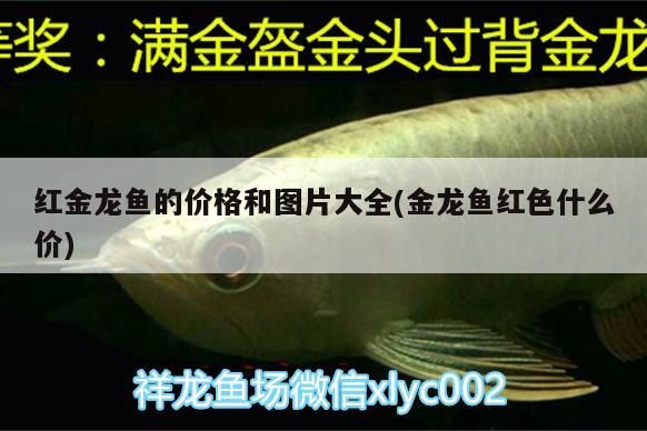 20元一條的金龍魚能長多大，20元金龍魚的價格波動大嗎 20元一條的金龍魚能長多大，20元金龍魚的價格波動大嗎 龍魚百科 第2張