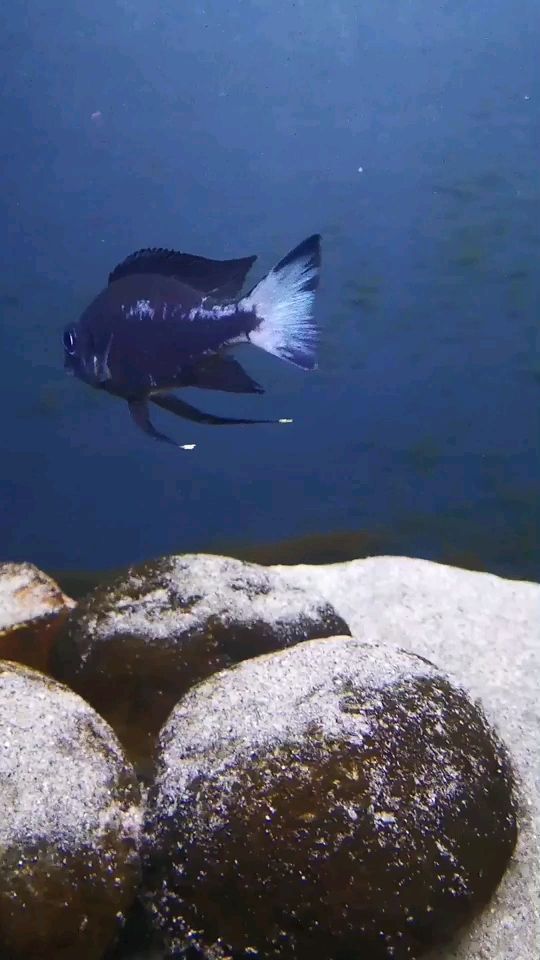 黃尾龍魚價(jià)格行情走勢（18米溪流缸養(yǎng)什么魚）（18米溪流缸中養(yǎng)殖黃尾龍魚時(shí)需要綜合考慮這些因素）