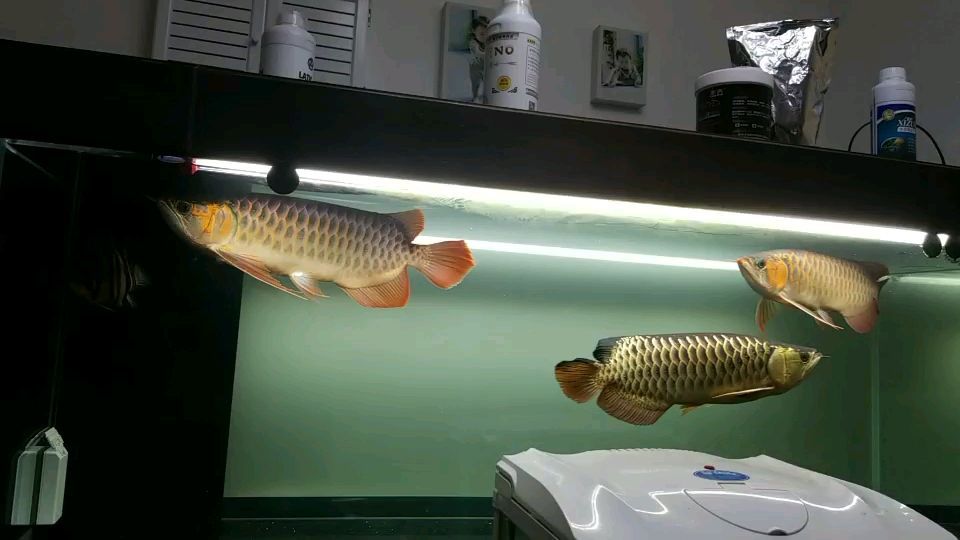 61記錄龍魚圈（《龍魚圈的61記錄》）