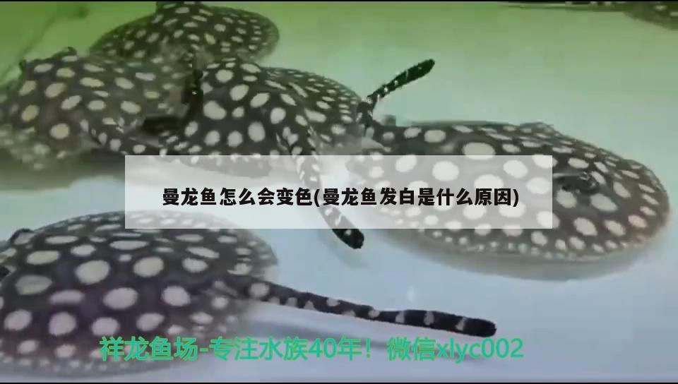 20元一條的金龍魚能長多大，20元金龍魚的價格波動大嗎 20元一條的金龍魚能長多大，20元金龍魚的價格波動大嗎 龍魚百科 第1張