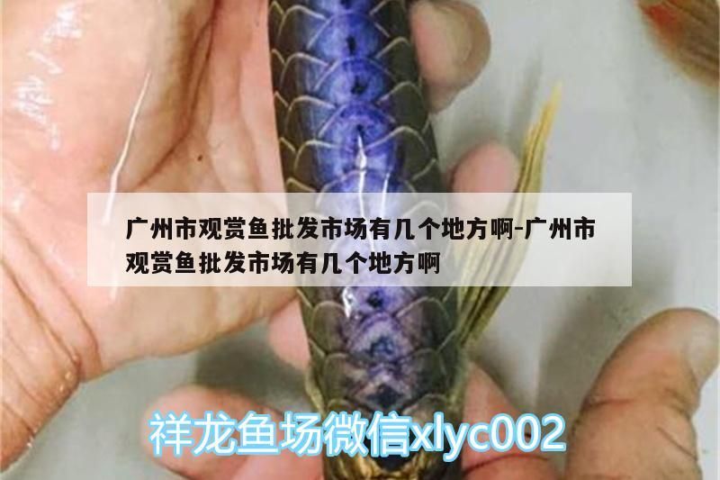 廣州市觀賞魚批發(fā)市場(chǎng)有幾個(gè)地方啊:廣州市觀賞魚批發(fā)市場(chǎng)有幾個(gè)地方?。◤V州市觀賞魚批發(fā)市場(chǎng)）