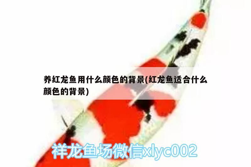 養紅龍魚用什么顏色的背景(紅龍魚適合什么顏色的背景)（養紅龍魚用什么顏色的背景） 養紅龍魚用什么顏色的背景(紅龍魚適合什么顏色的背景)（養紅龍魚用什么顏色的背景） 觀賞魚百科