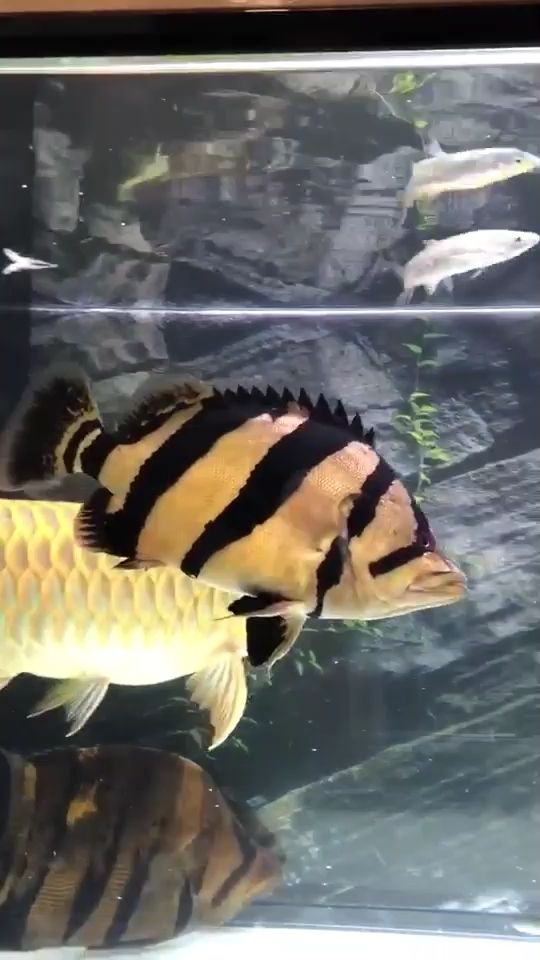 我的Tyrone魚戒（one魚戒我的tyr,立達金龍魚）