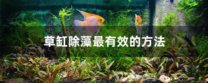夢(mèng)幻血斑一型雷龍魚繁殖季節(jié)（血斑一型雷龍可以在30缸養(yǎng)嘛）（夢(mèng)幻血斑一型雷龍魚繁殖季節(jié)，雷龍魚繁殖季節(jié)的養(yǎng)殖）