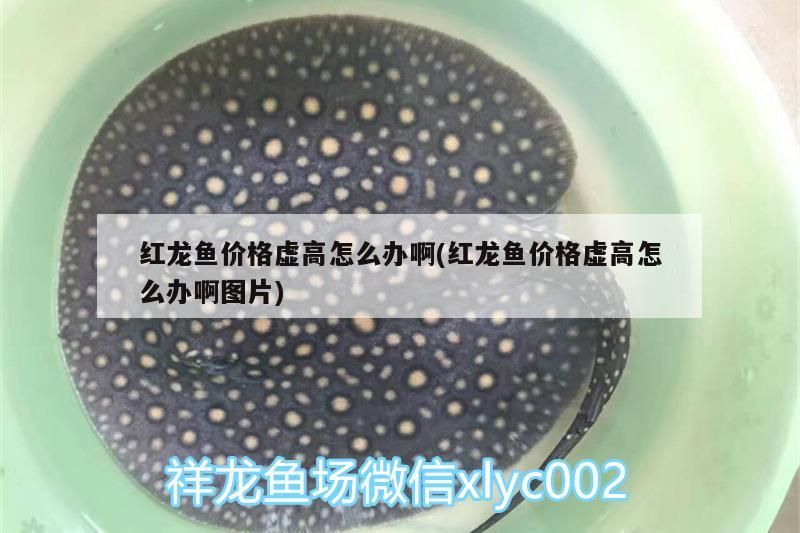 紅龍魚價格虛高怎么辦啊(紅龍魚價格虛高怎么辦啊圖片)