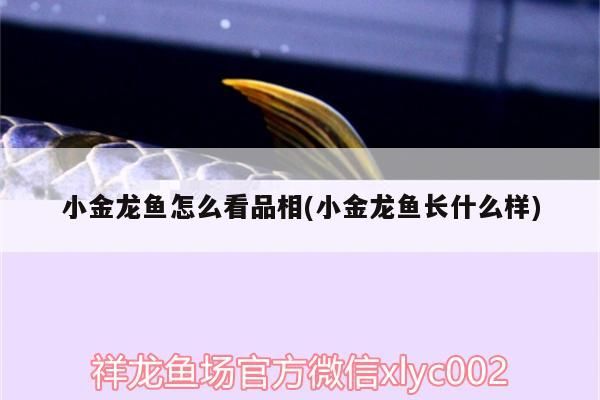小金龍魚(yú)怎么看品相(小金龍魚(yú)長(zhǎng)什么樣)（小金龍魚(yú)怎么看品相） 小金龍魚(yú)怎么看品相(小金龍魚(yú)長(zhǎng)什么樣)（小金龍魚(yú)怎么看品相） 觀賞魚(yú)百科