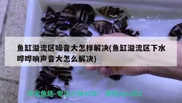魚缸溢流區噪音大怎樣解決(魚缸溢流區下水嘩嘩響聲音大怎么解決)（魚缸溢流區下水嘩嘩響怎么辦）