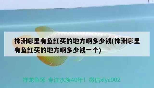 魚缸過濾器選購指南:自制魚缸過濾器魚缸上置過濾器對于養魚愛好者的必備知識 株洲哪里有魚缸買的地方啊多少錢(株洲哪里有魚缸買的地方啊多少錢一個) 觀賞魚百科 株洲哪里有魚缸買的地方啊多少錢(株洲哪里有魚缸買的地方啊多少錢一個) 株洲哪里有魚缸買的地方啊多少錢(株洲哪里有魚缸買的地方啊多少錢一個) 觀賞魚百科