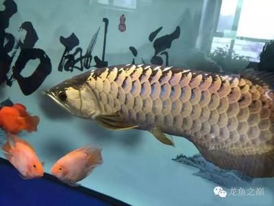 好的紅龍魚多少錢一條:紅龍魚的價格范圍、選購技巧以及飼養(yǎng)要點 觀賞魚百科 第1張 好的紅龍魚多少錢一條:紅龍魚的價格范圍、選購技巧以及飼養(yǎng)要點 好的紅龍魚多少錢一條:紅龍魚的價格范圍、選購技巧以及飼養(yǎng)要點 觀賞魚百科 第1張