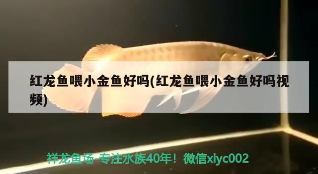 紅龍魚喂小金魚好嗎(紅龍魚喂小金魚好嗎視頻)