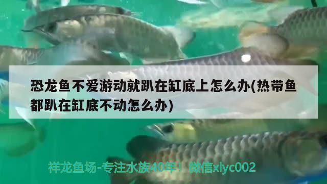 恐龍魚不愛游動(dòng)就趴在缸底上怎么辦(熱帶魚都趴在缸底不動(dòng)怎么辦)（恐龍魚不愛游動(dòng)就趴在缸底上怎么辦）