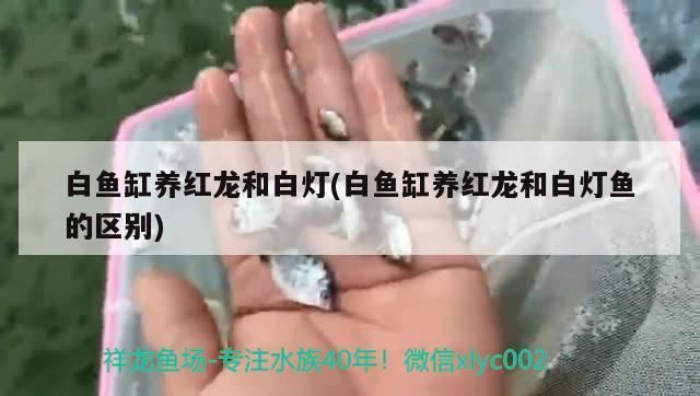 白魚缸養紅龍和白燈(白魚缸養紅龍和白燈魚的區別)（魚缸養紅龍和白燈的區別）